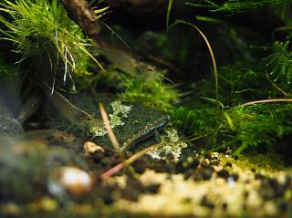 Stiphodon atropurpureus  Blue neon gobi