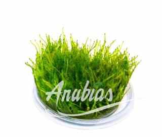 Taxiphyllum alternans  Taiwan Moss  Varianta: Anubias LineaCup Ø 5,5 cm