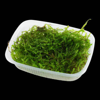 Taxiphyllum barbieri 'Bogor Moss' Varianta: Tropica vanička 11 x 8 x 3 cm
