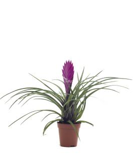 Tillandsia sp.