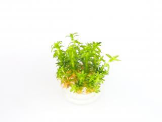 Tonina fluviatilis Varianta: Aquaflora InVitro Ecoscape Ø 5,5 cm