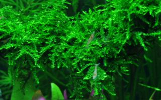 Vesicularia ferrieri  Weeping moss  Varianta: AV porce 5 x 5 cm