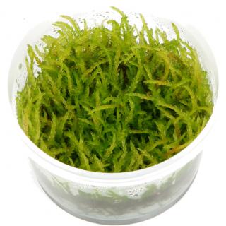 Vesicularia ferrieri  Weeping moss  Varianta: Tropica 1-2-Grow! Ø 5,5 cm