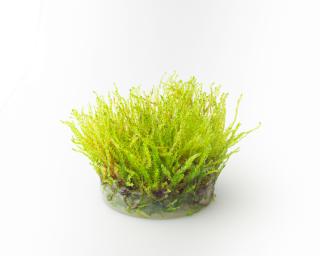 Vesicularia sp.  Creeping Moss  Varianta: Aquaflora InVitro Ecoscape Ø 5,5 cm