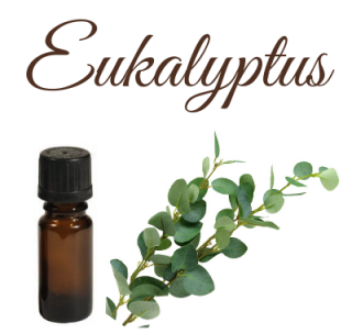 Esenciální vonný olej 10ml / EUKALYPTUS