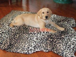 Hřejivá deka pro psa Pets at Play - hnědá se vzory