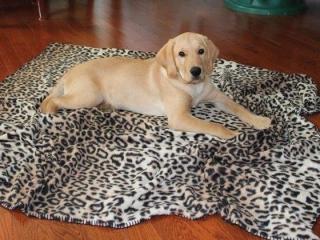 Hřejivá deka pro psa Pets at Play - modrá se vzory