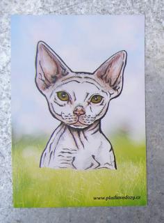Magnetka - devon rex