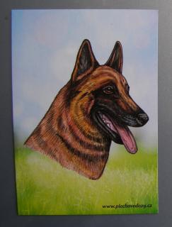 Magnetka - malinois