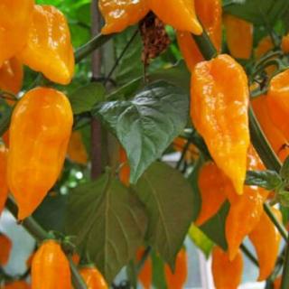 Chilli semena Bhut Jolokia Orange 10ks