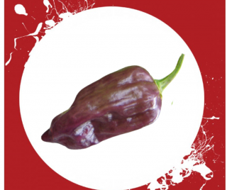 Chilli semena Bhut Jolokia Purple 10ks