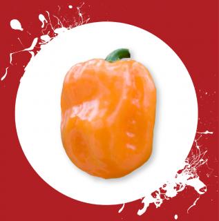 Chilli semínka Habanero Orange 10ks