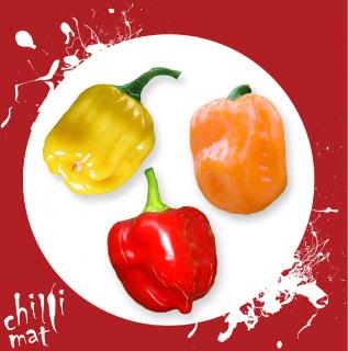 Habanero chilli mix semínek - pro milovníky Habanero odrůdy