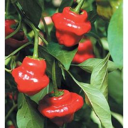 Semena chilli Jamaican Red 10 ks