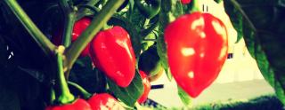 Semínka chilli Habanero Red Savina 10 ks