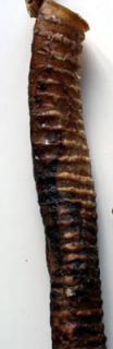 Hrtan sušený celý (trubice) cca 30cm