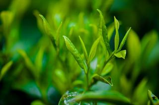 * Zelený čaj Fresh - Parfém Množství: 35 ml