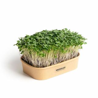 Sada pro domácí pěstování microgreens Brokolice Calabrese