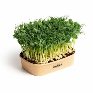 Sada pro domácí pěstování microgreens Hrášek Affyla