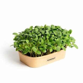 Sada pro domácí pěstování microgreens Slunečnice