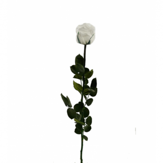 Dárková stabilizovaná růže - bílá (Dárkové balení, White)