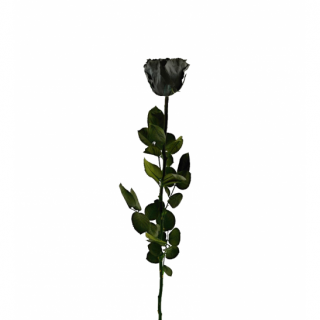 Dárková stabilizovaná růže - černá (Dárkové balení, Black)
