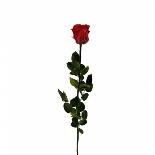 Dárková stabilizovaná růže - červená (Dárkové balení, Red)