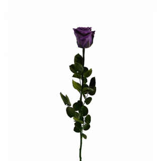 Dárková stabilizovaná růže - fialová (Dárkové balení, Purple)