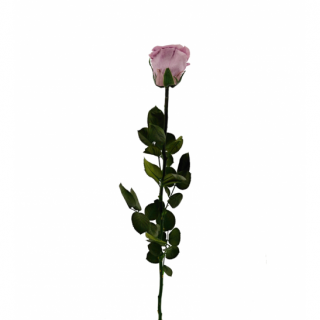 Dárková stabilizovaná růže - lila (Dárkové balení, Lila)