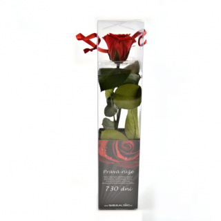 Dárková stabilizovaná růže MINI - červená (Dárkové balení, Red)