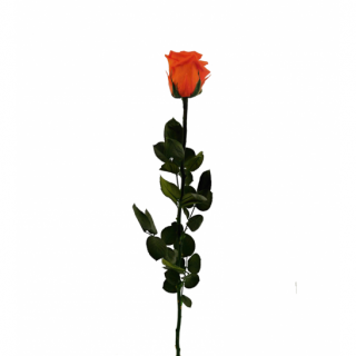 Dárková stabilizovaná růže - oranžová (Dárkové balení, Orange)