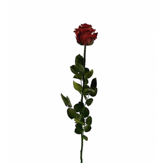 Dárková stabilizovaná růže - rudá (Dárkové balení, Burgundy)