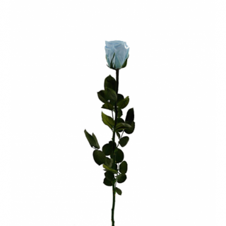 Dárková stabilizovaná růže - světle modrá (Dárkové balení, Light blue)