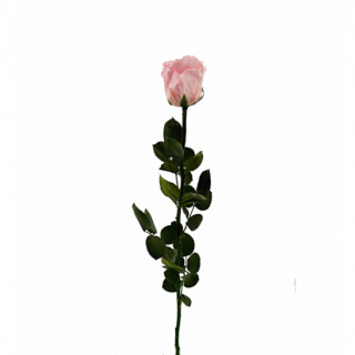 Dárková stabilizovaná růže - světle růžová (Dárkové balení, Light pink)