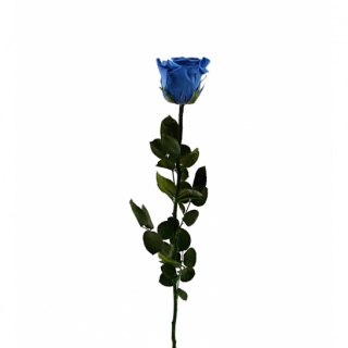 Dárková stabilizovaná růže - tmavě modrá (Dárkové balení, Dark blue)