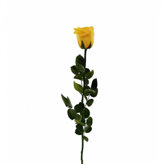 Dárková stabilizovaná růže - žlutá (Dárkové balení, Safron yellow)