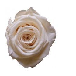 Eva - aranžmá ze stabilizovaných rostlin (3x stabilizovaná růže v keramickém srdci)