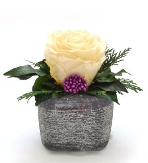 Sára DARK - aranžmá ze stabilizovaných rostlin (Aranžmá 1x stabilizovaná růže v betonovém květináčku)