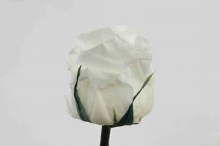 Stabilizovaná růže - bílá (Volné balení, White)