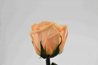 Stabilizovaná růže - broskvová (Volné balení, Peach)