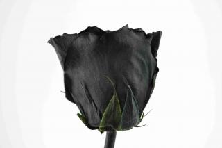 Stabilizovaná růže - černá (Volné balení, Black)