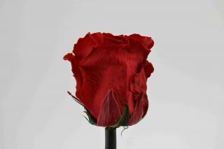 Stabilizovaná růže - červená (Volné balení, Red)