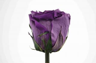 Stabilizovaná růže - fialová (Volné balení, Purple)