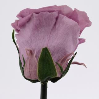 Stabilizovaná růže - lila (Volné balení, Lila)