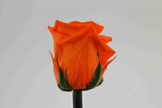 Stabilizovaná růže - oranžová (Volné balení, Orange)