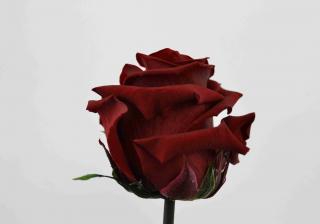 Stabilizovaná růže - rudá (Volné balení, Burgundy)