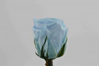 Stabilizovaná růže - světle modrá (Volné balení, Light blue)