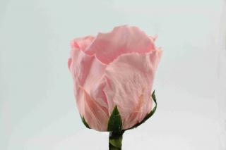 Stabilizovaná růže - světle růžová (Volné balení, Light pink)