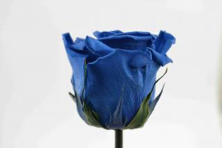 Stabilizovaná růže - tmavě modrá (Volné balení, Dark blue)