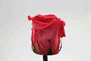 Stabilizovaná růže - tmavě růžová (Volné balení, Dark pink)